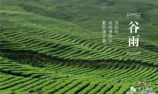 谷雨茶的正确采摘方法